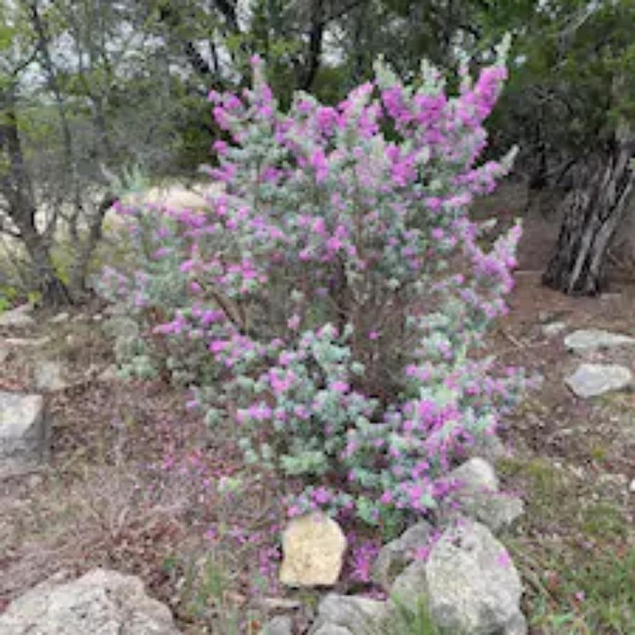 Entire 2Br 2Ba Hilltop View Home Sleeps 7 Pets 4 Acres Jacuzzi Central Ac Kingbeds Free Wifi-Parking Kitchen Washerdryer Starry Terrace Two Sunset Dining Patios Grill Stovetop Oven Fridge Onsitewoodedhiking Wildlife Coveredpatio4Pets & Birds Singing! Marble Falls Eksteriør bilde